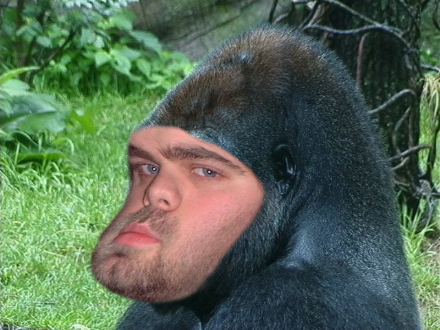 gorilla2.jpg