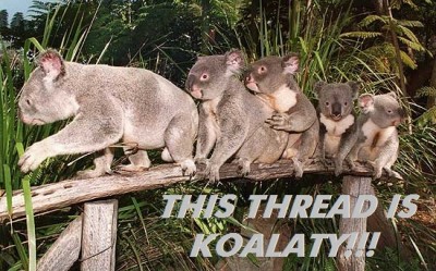 koalaty.jpg