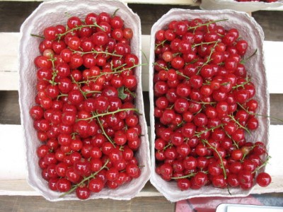 437 johannisbeeren.jpg